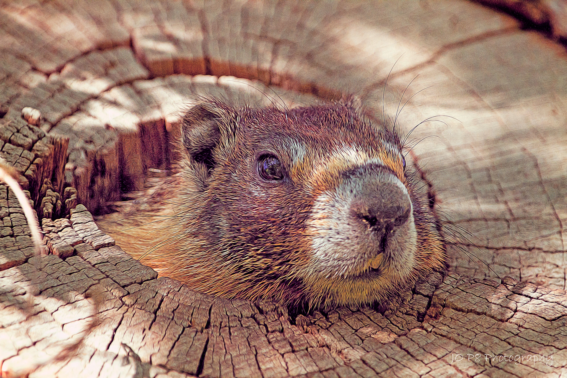 Marmot Peek a Boo