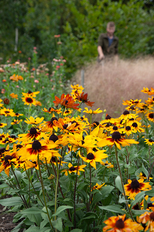 #9796 | Rudbeckia | Zonnehoed | Coneflower