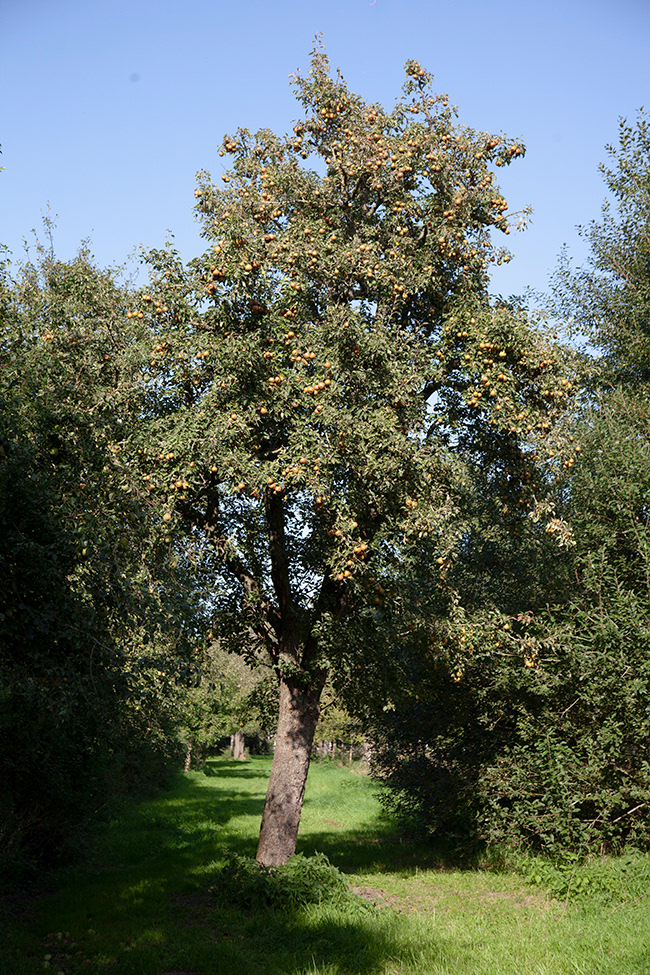 IJ 060