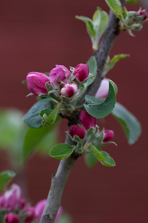 #6870 apple blossom