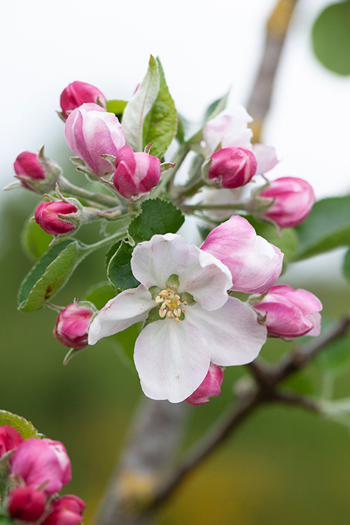 #6846 apple blossom