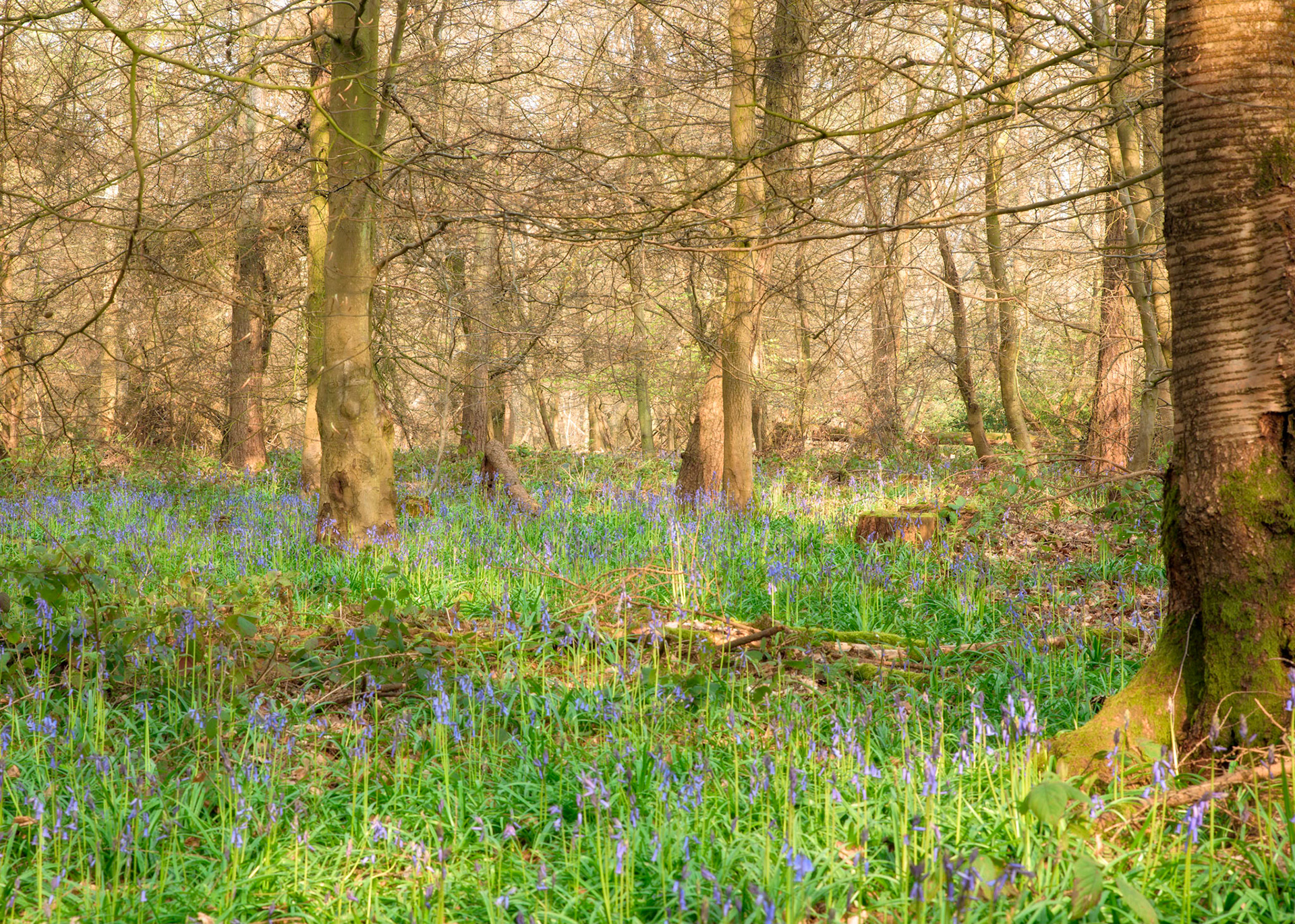 Bluebells, Cowleaze Wood, Oxfordshire