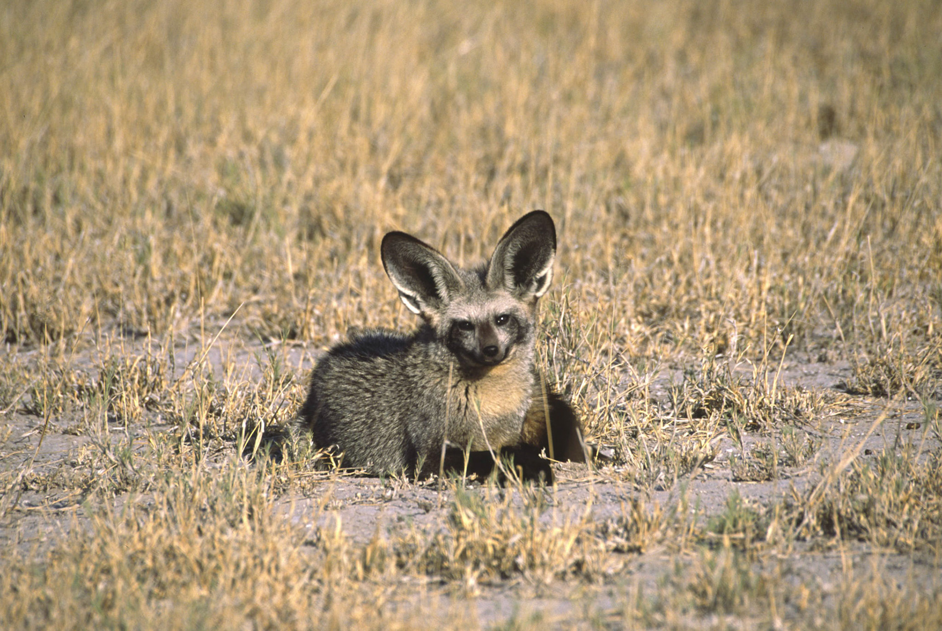 Bat eared fox, Nxai Pan National Park Botswana