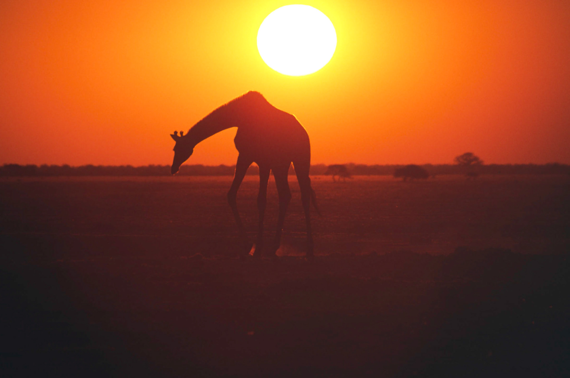Giraffe at Sunset, Nxai Pan National Park Botswana