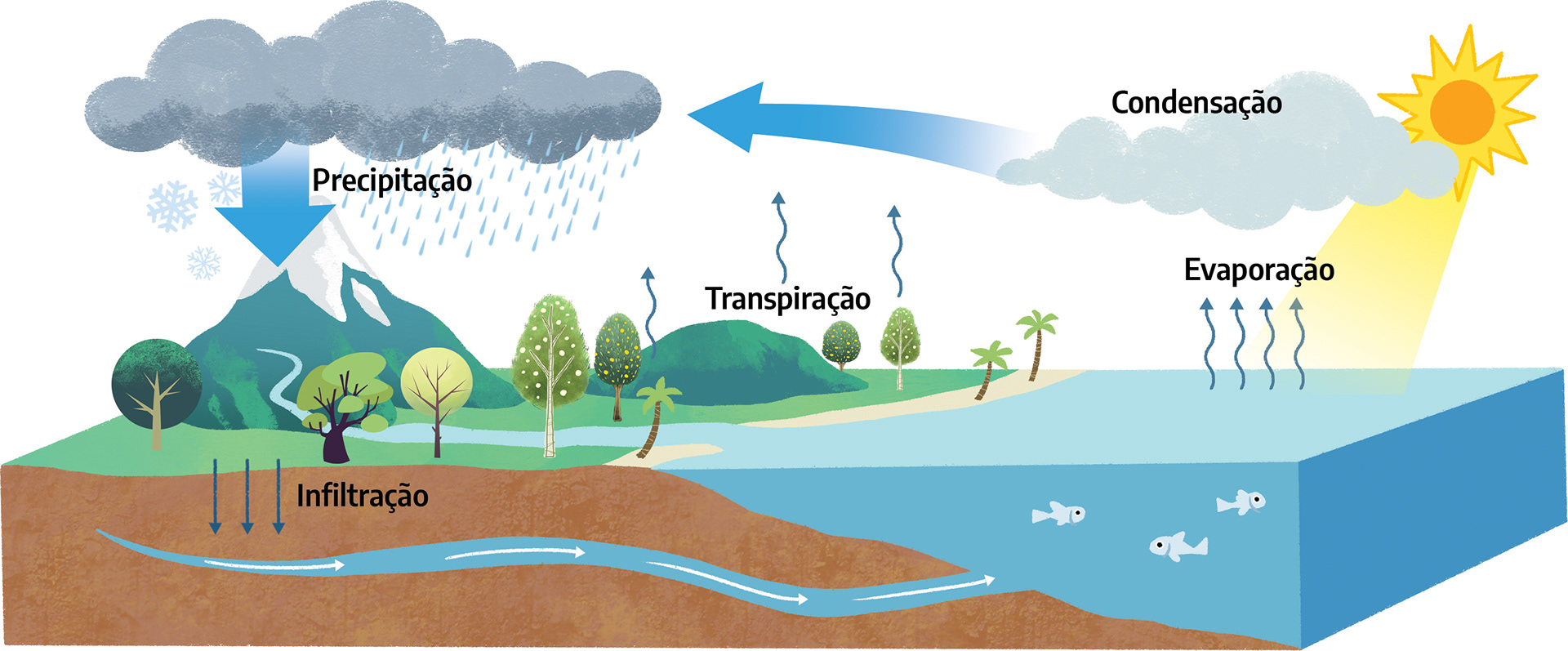 Water Cycle