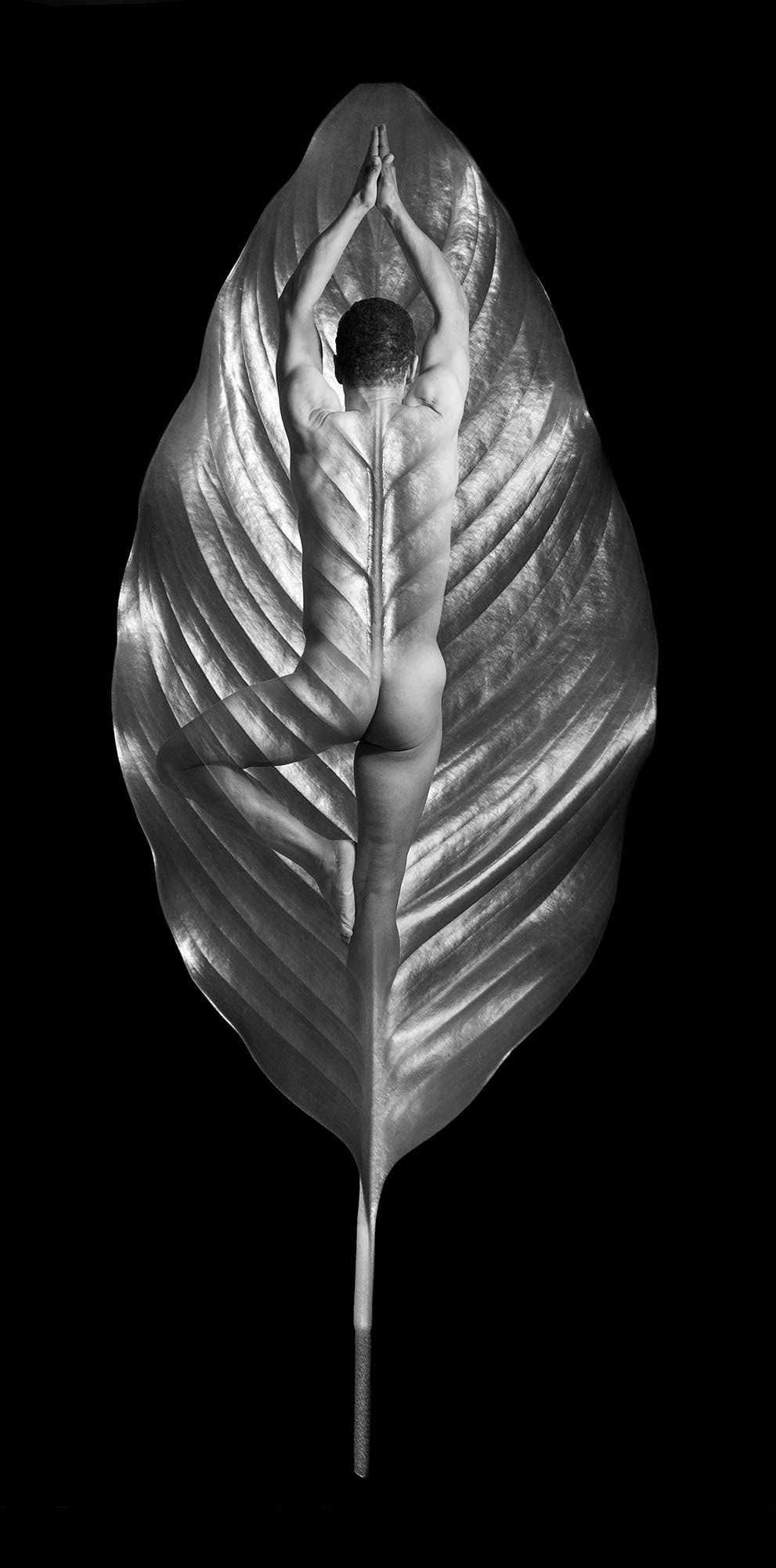 Indivisible I, 9"x18", edition of 40, $425