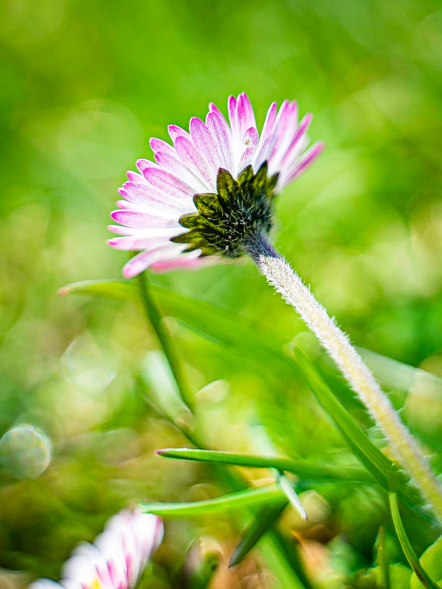Bellis perennis - Pâquerette vivace