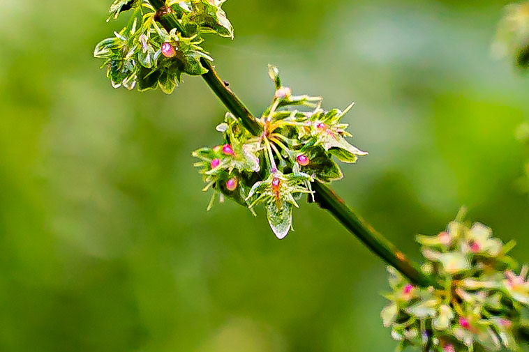 Rumex obtusifolius - Rumex à feuilles obtuses