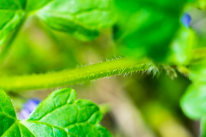 Glechoma hederacea - Lierre terrestre