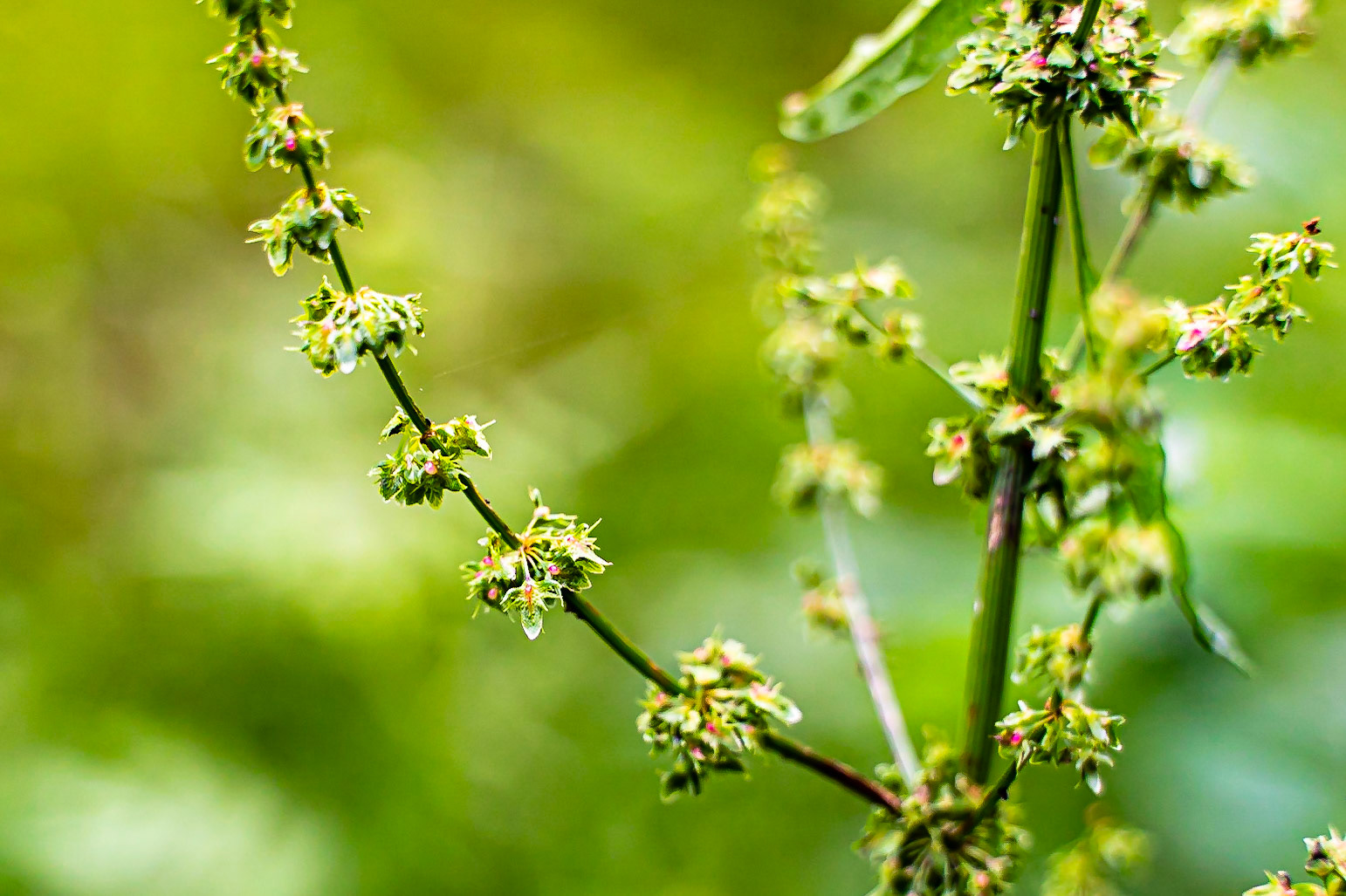 Rumex obtusifolius - Rumex à feuilles obtuses