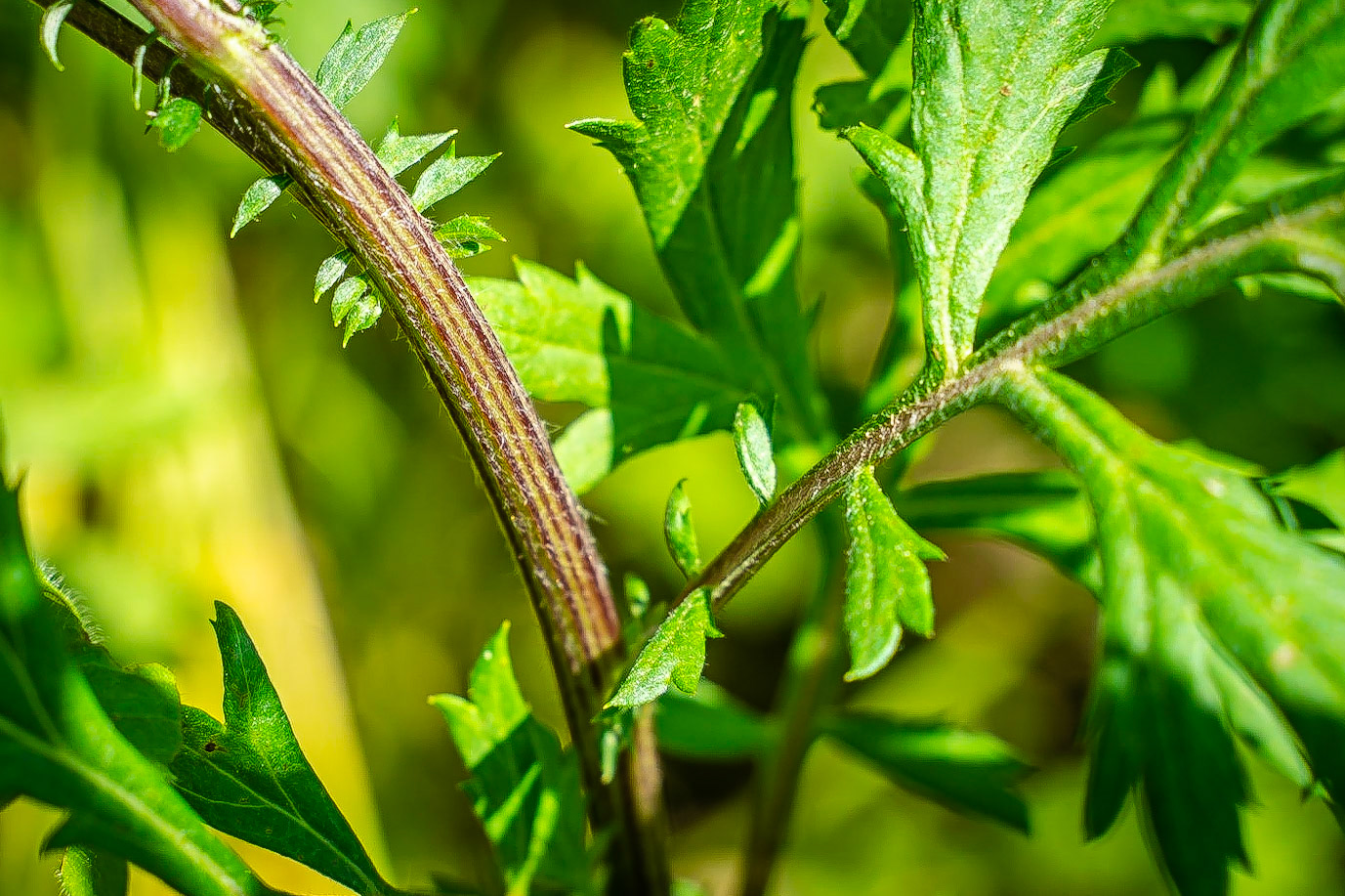 Artemisia vulgaris - Armoise commune
