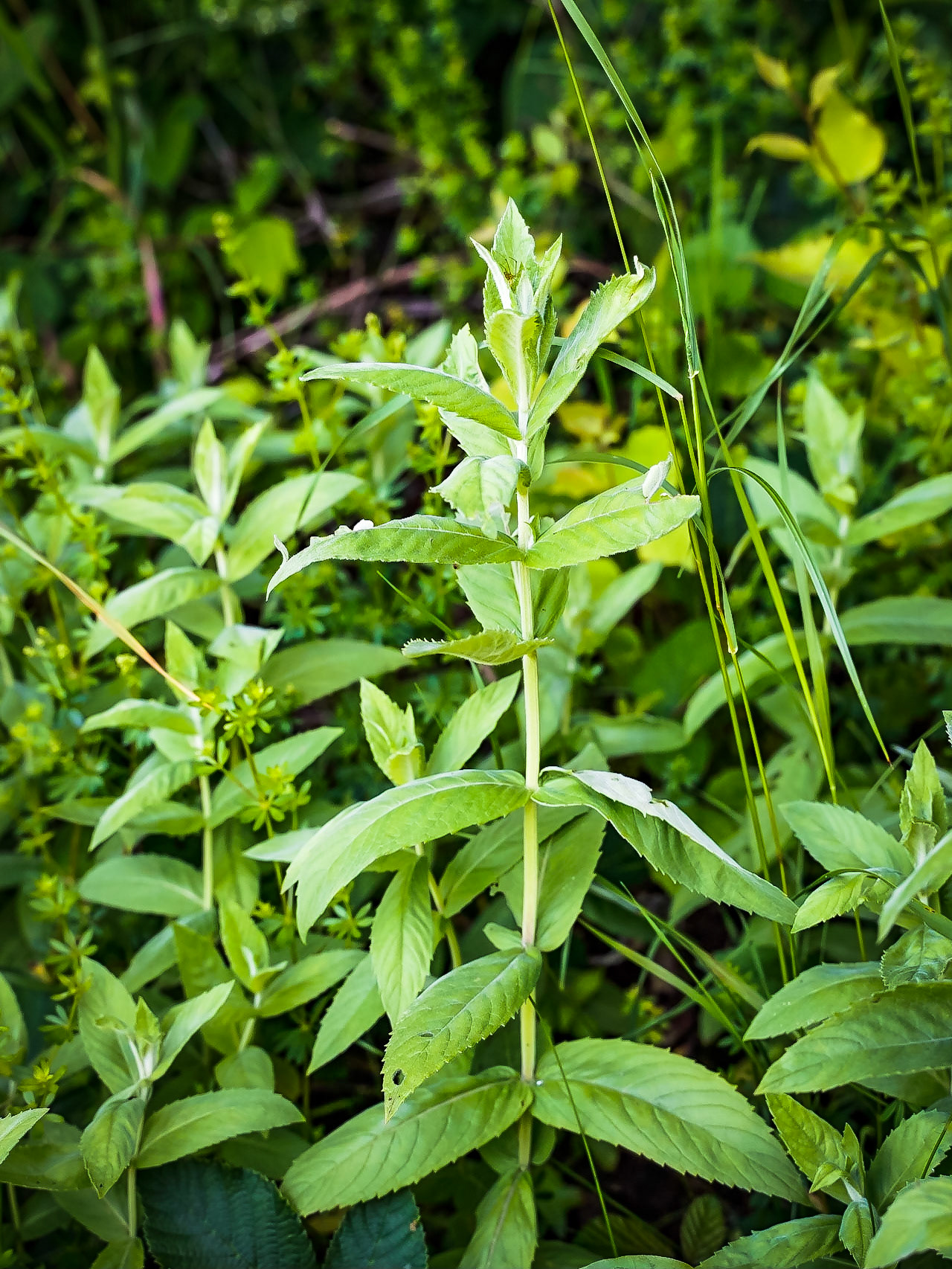 Menta longifolia - Menthe à longues feuilles