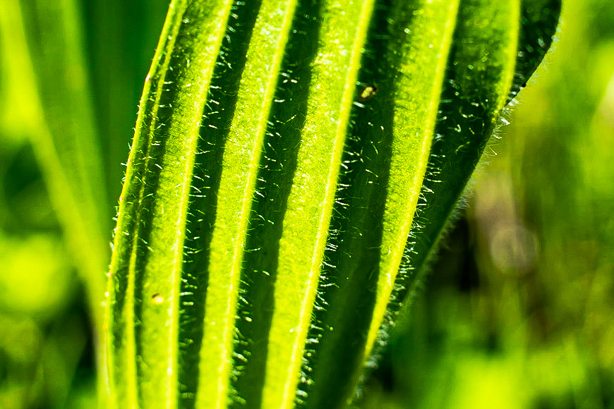 Plantago lanceolata - Plantain lancéolé