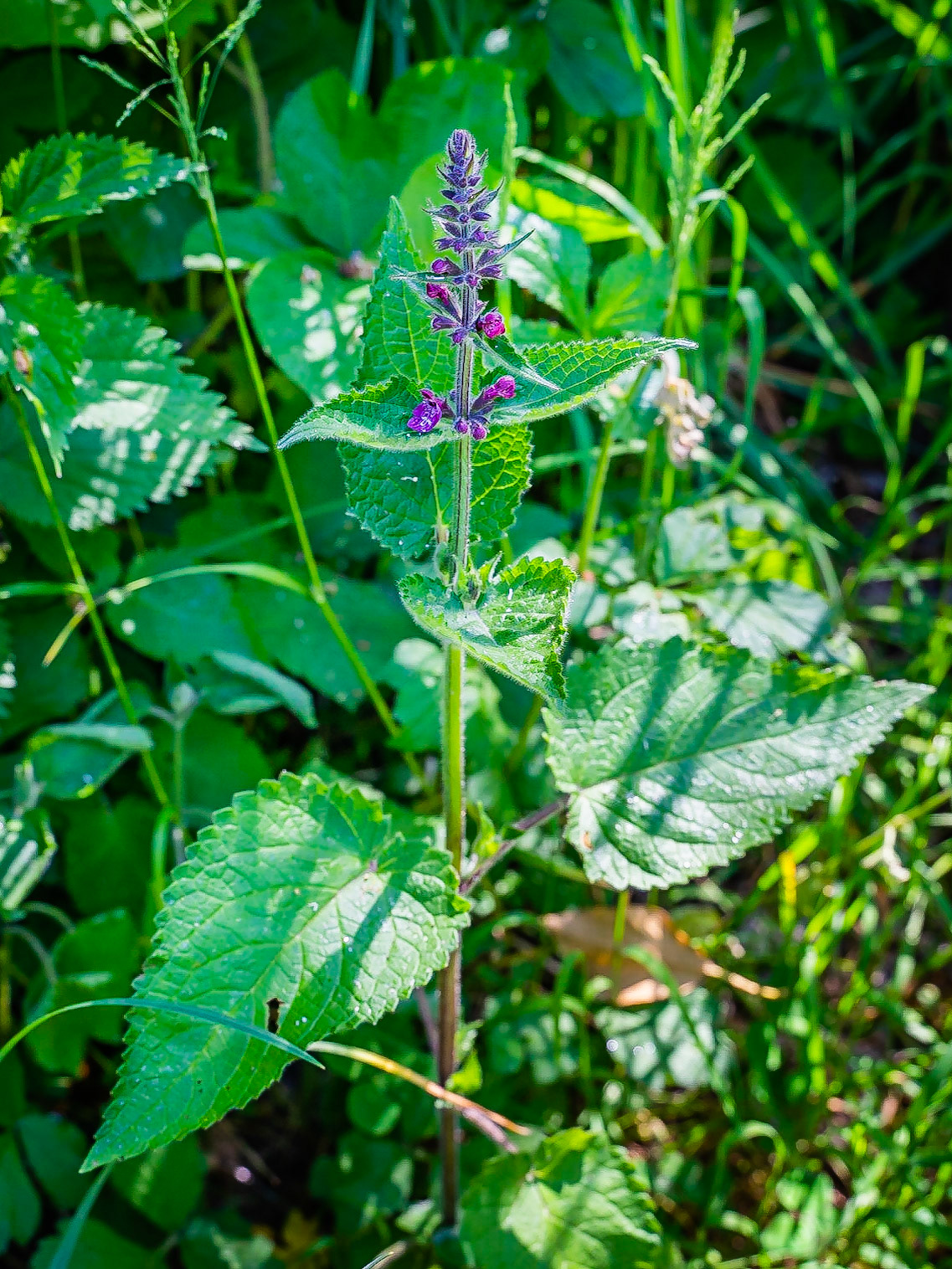 Stachys sylvatica - Epiaire des bois
