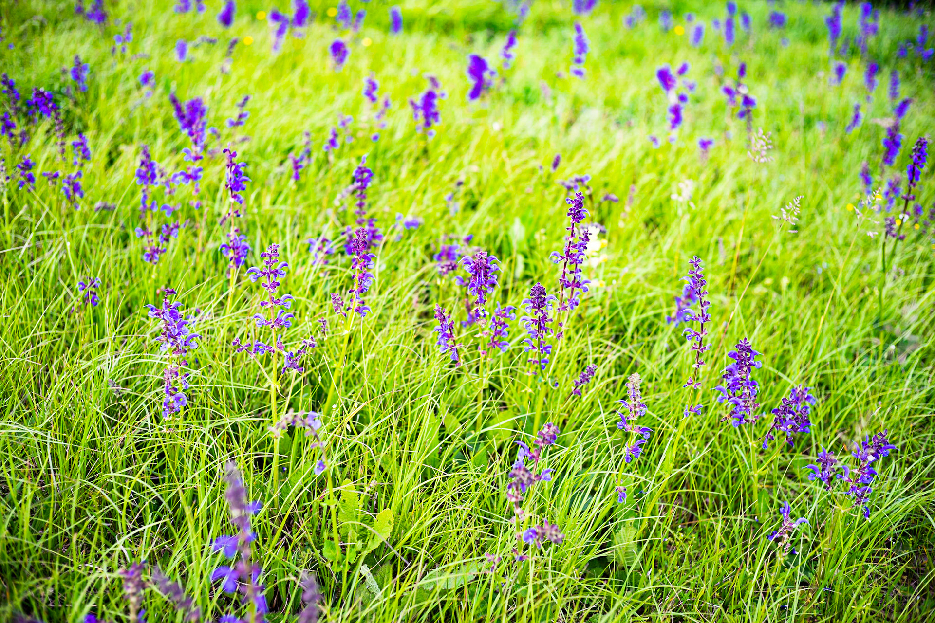 Salvia pratensis - Sauge des prés