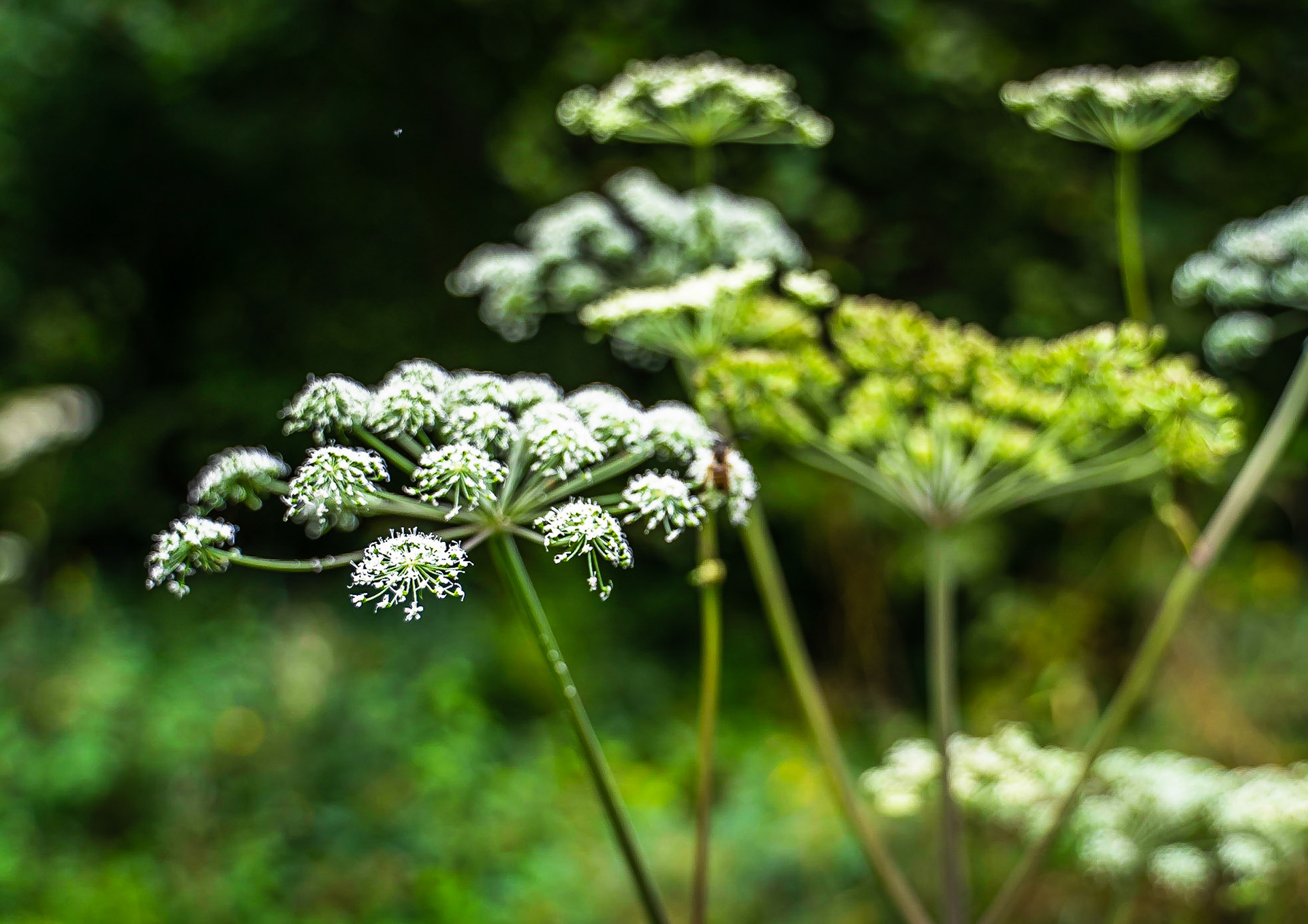 Anglica sylvestris - Angélique sylvestre