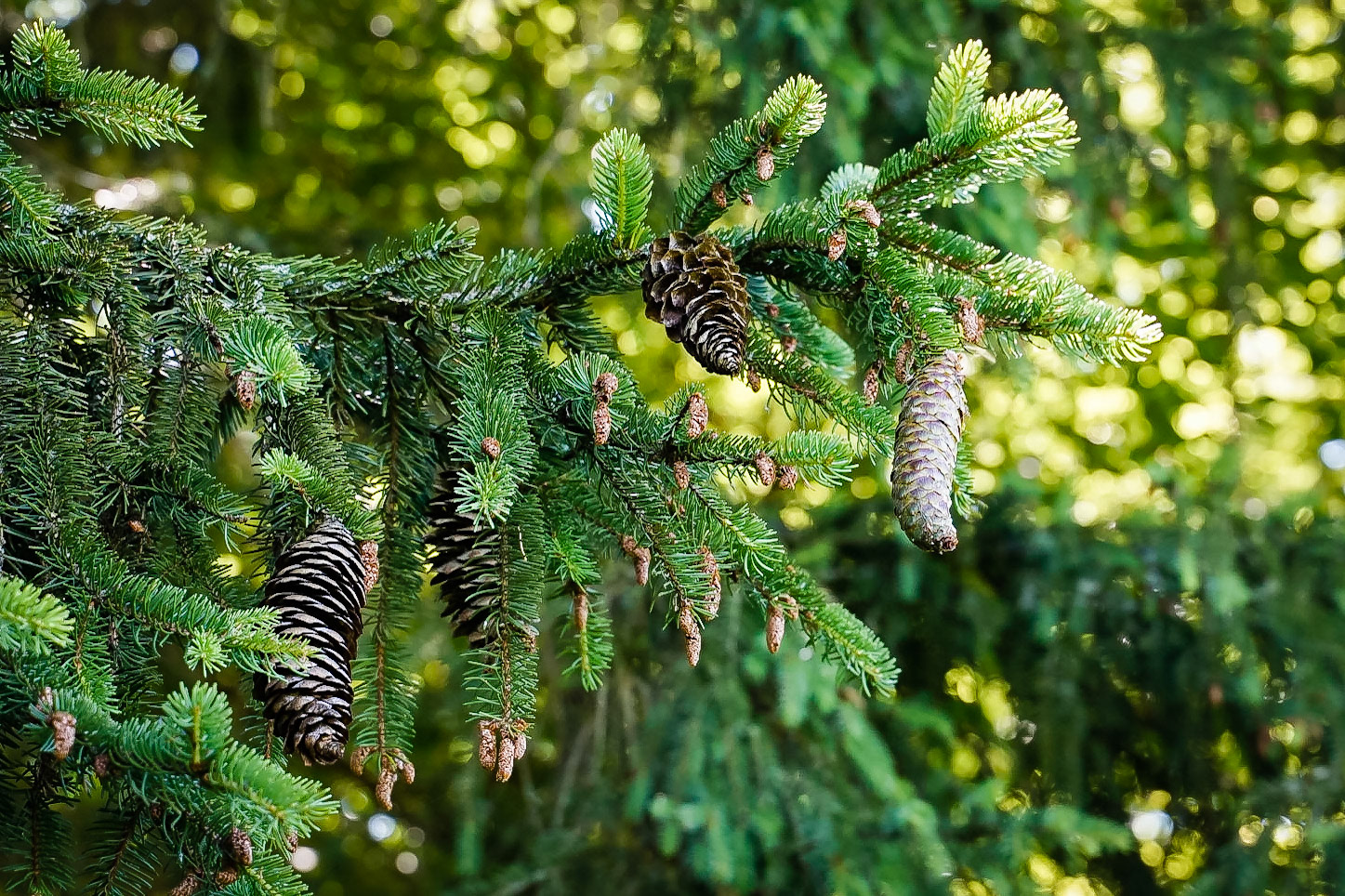 Picea abes - Epicéa commun