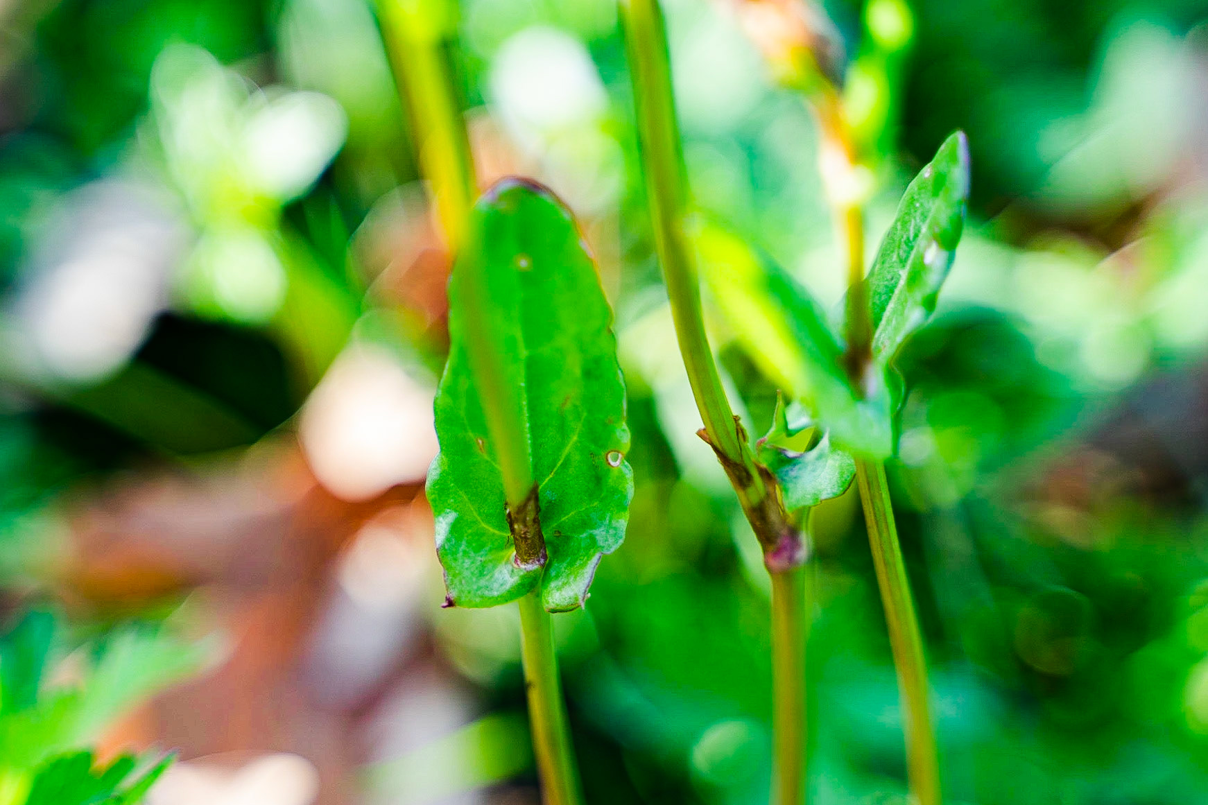 Rumex acetosa - Oseille des prés