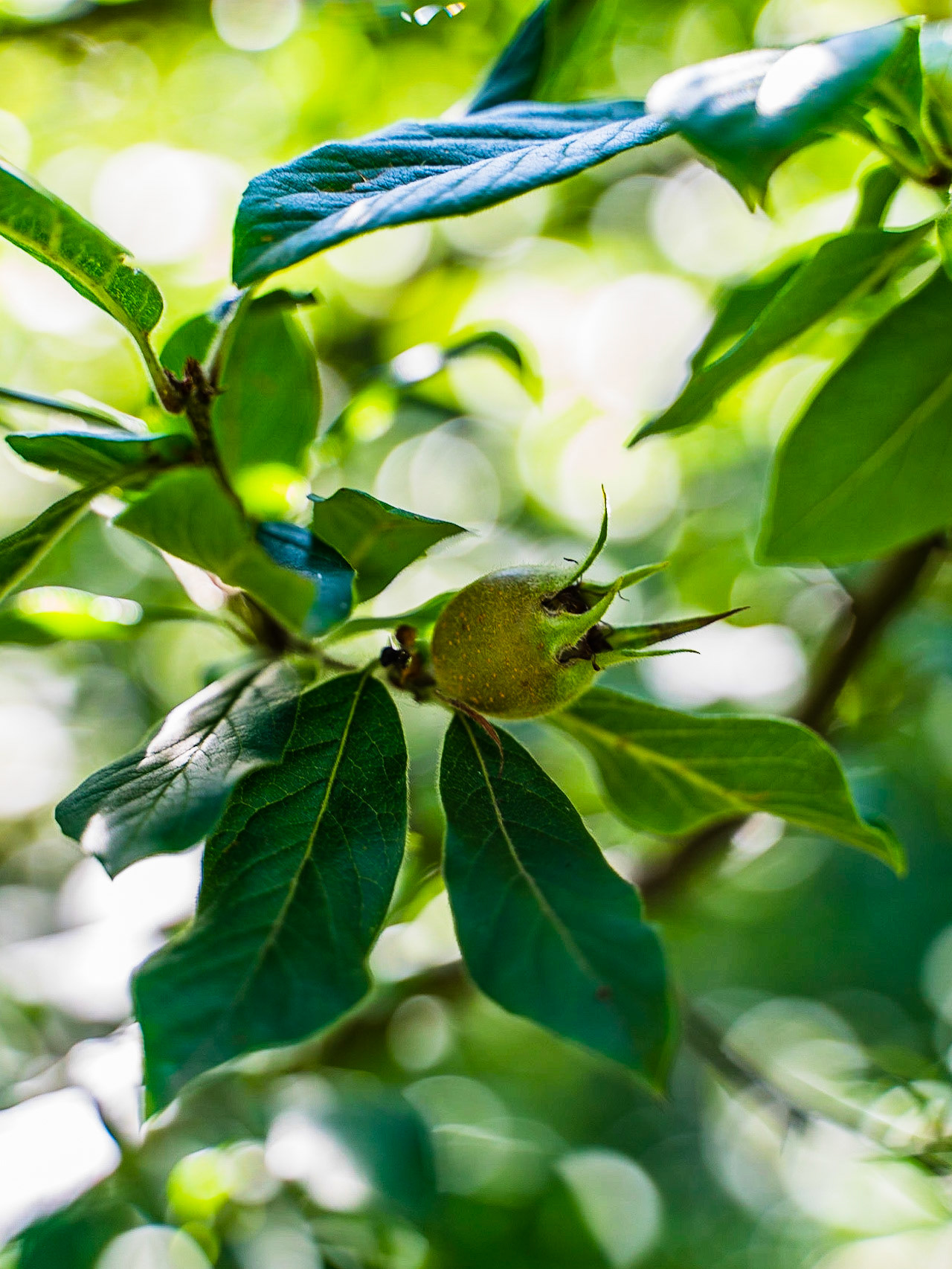Mespilus germanica - Néflier