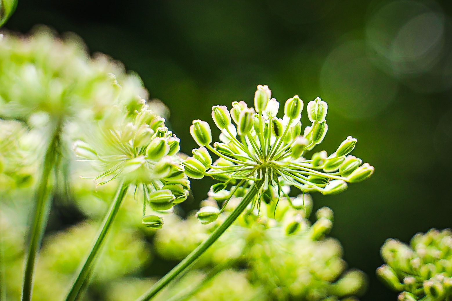 Anglica sylvestris - Angélique sauvage