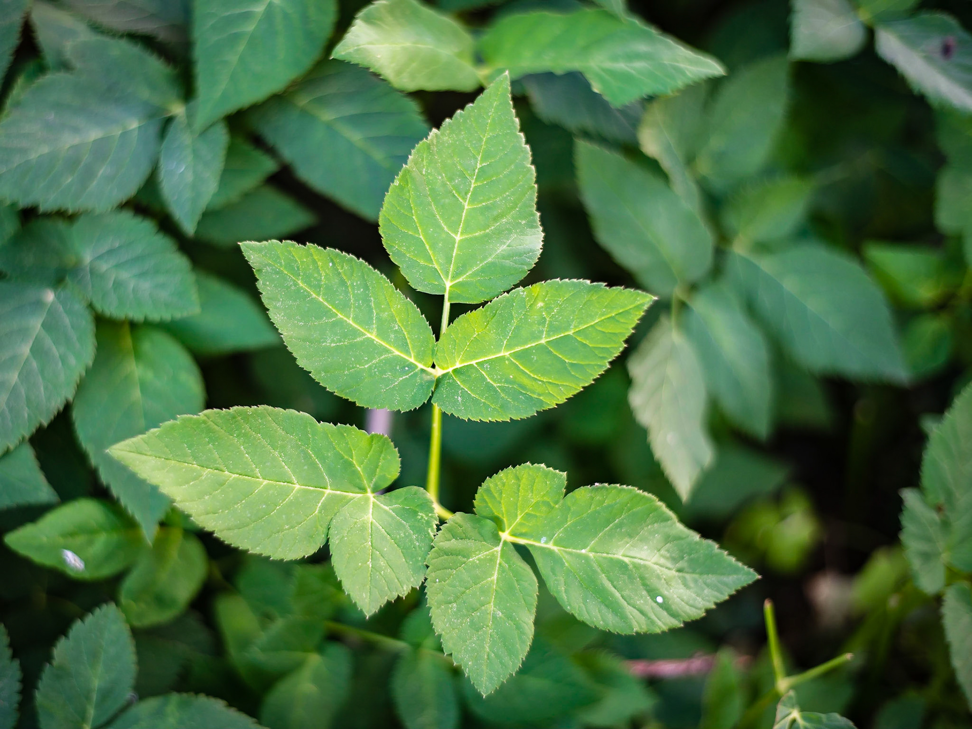Aegopodium podagraria - Egopode