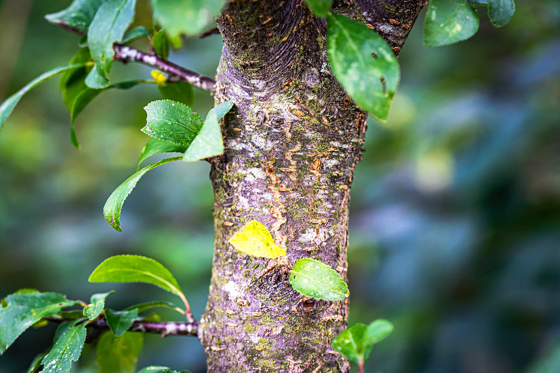 Prunus spinosa - Prunellier