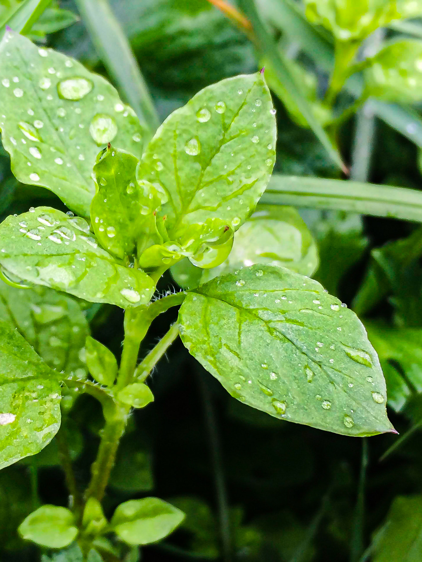 Stellaria media - Stellaire intermédiaire