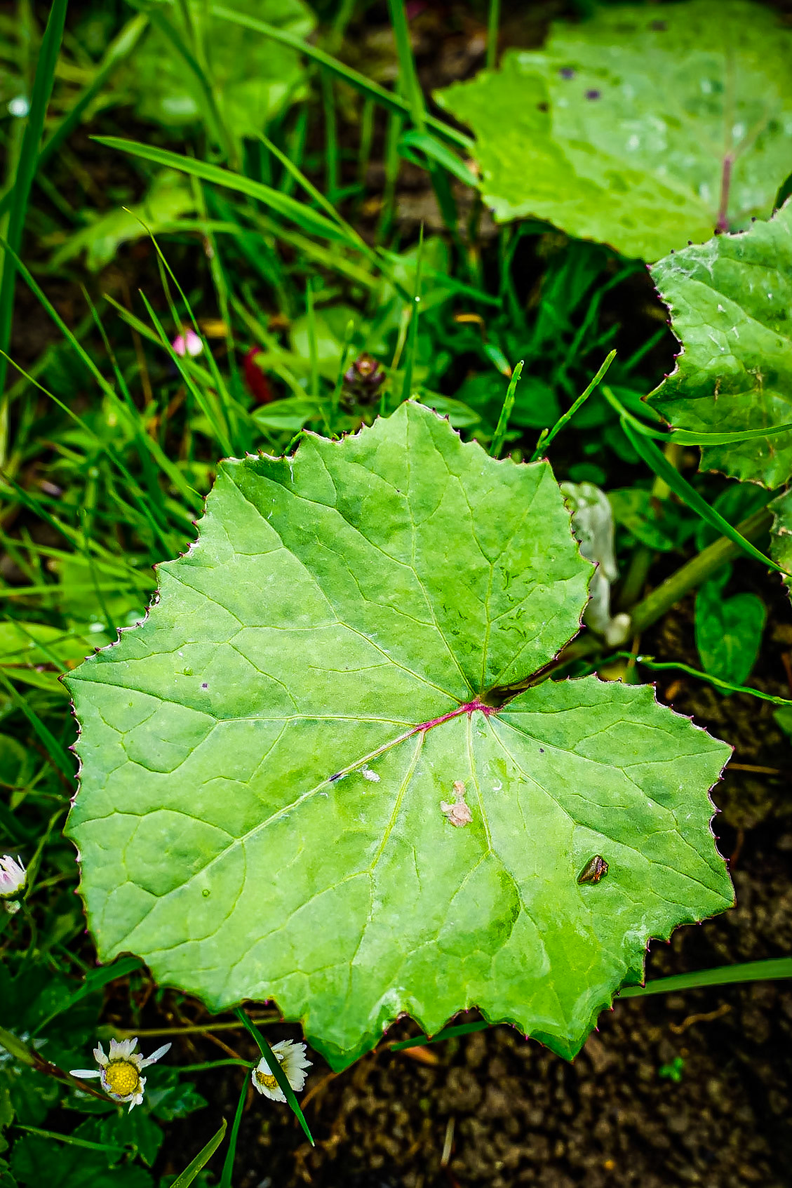 Tussilago farfara - Tussilage