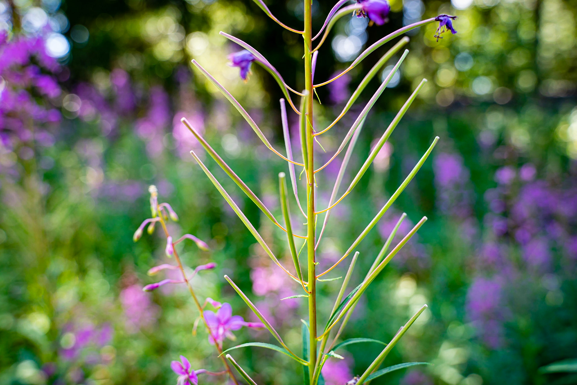 Epilobium angustifolium - Epilobe en épi