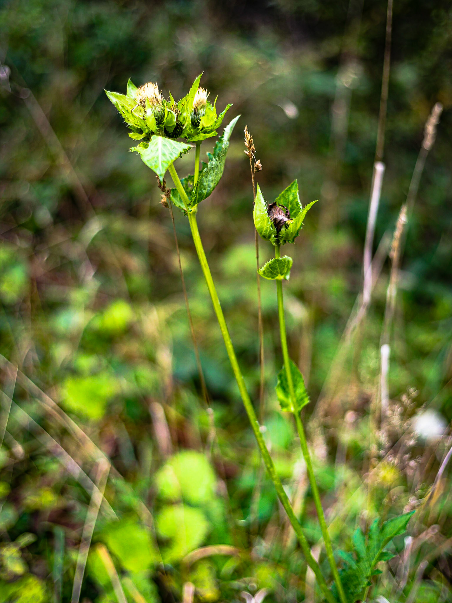 Cirsium oleraseum - Cirse maraîché