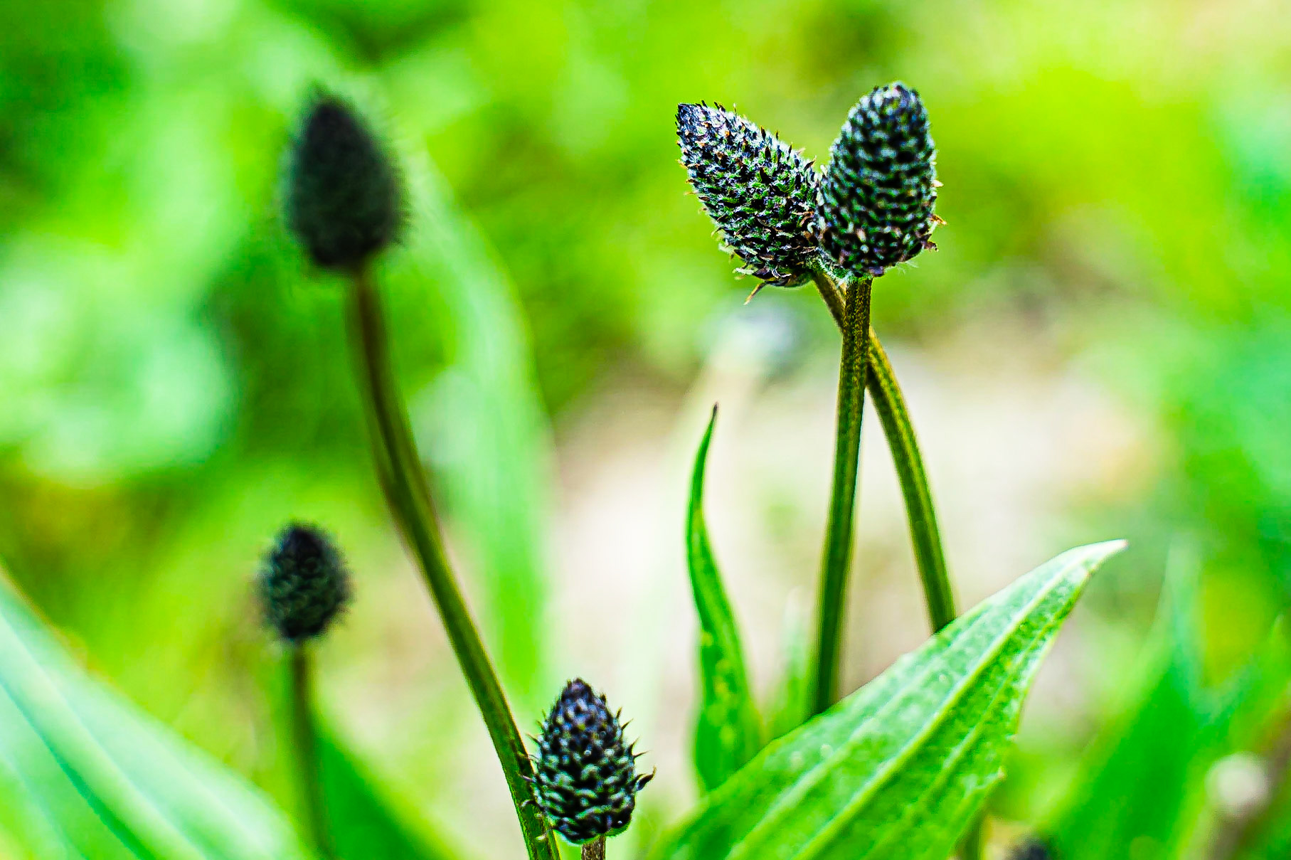 Plantago lanceolata - Plantain lancéolé