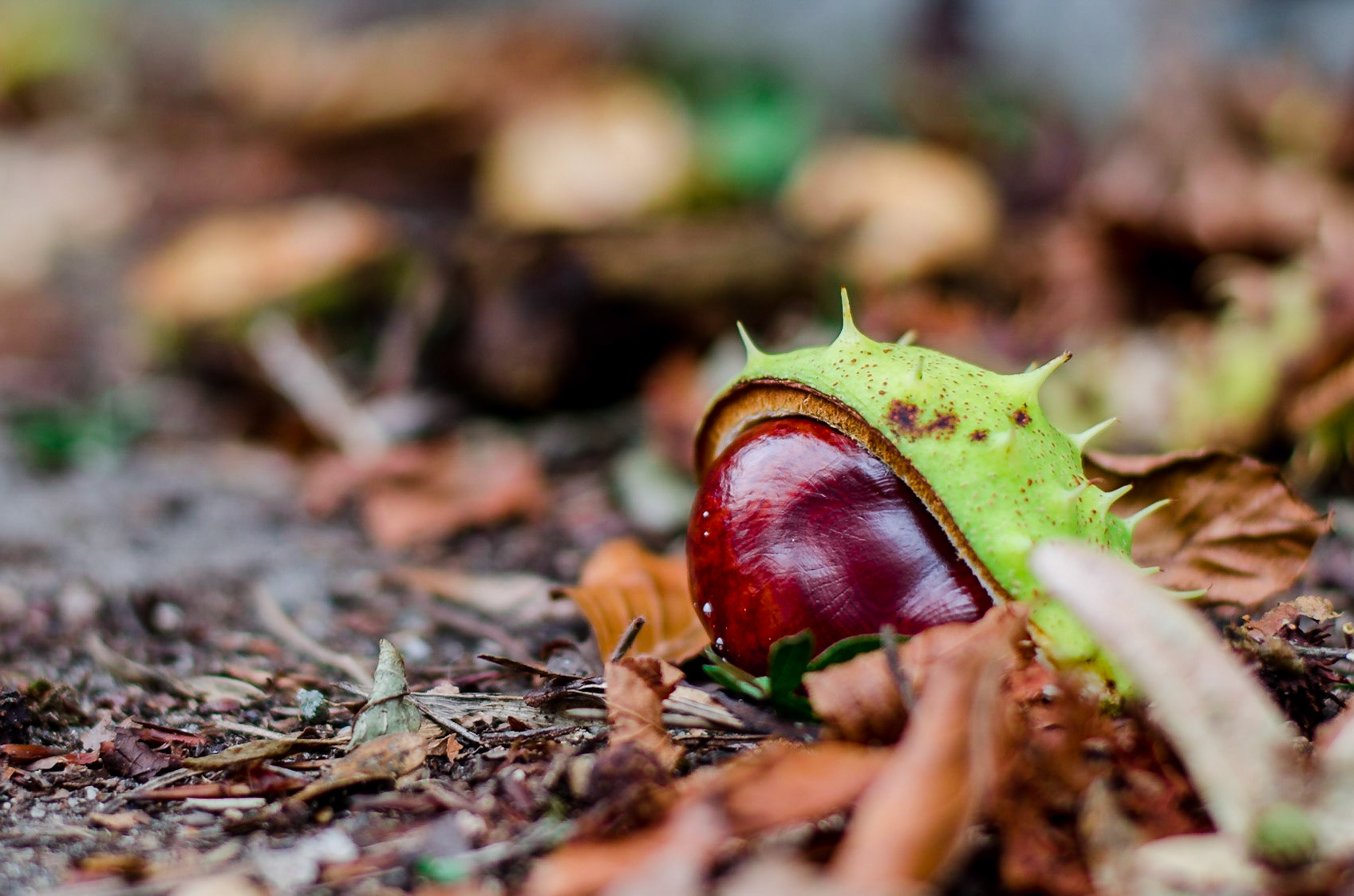 Mehr Herbst! Das ist einfach meine Jahreszeit.