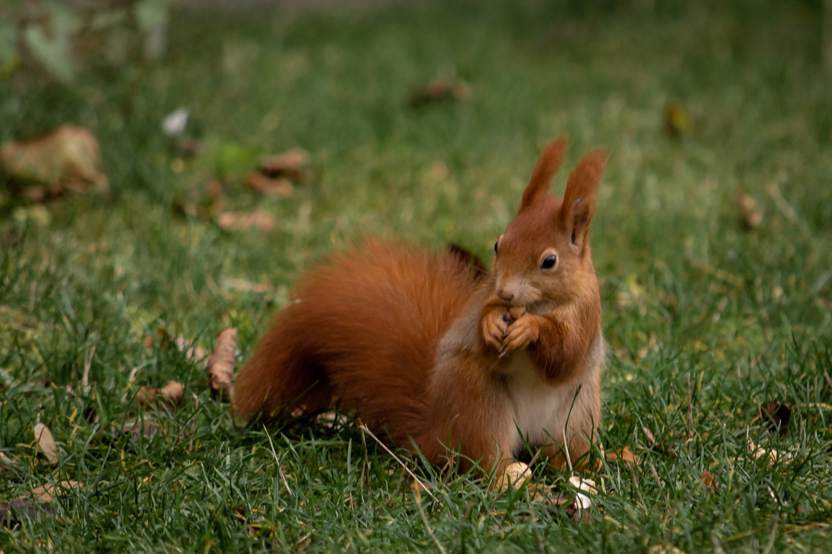Ein #Eichhörnchen beim Nüsseknabbern :-)