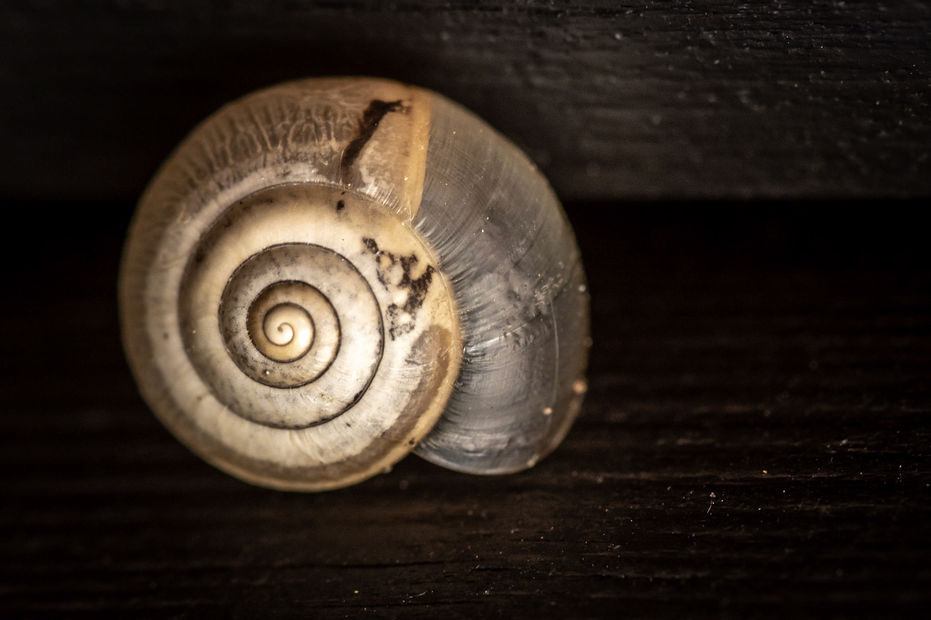 Da hat sich scheinbar eine #Schneke unseren Hauseingang als Plätzchen zum wachsen rausgesucht.