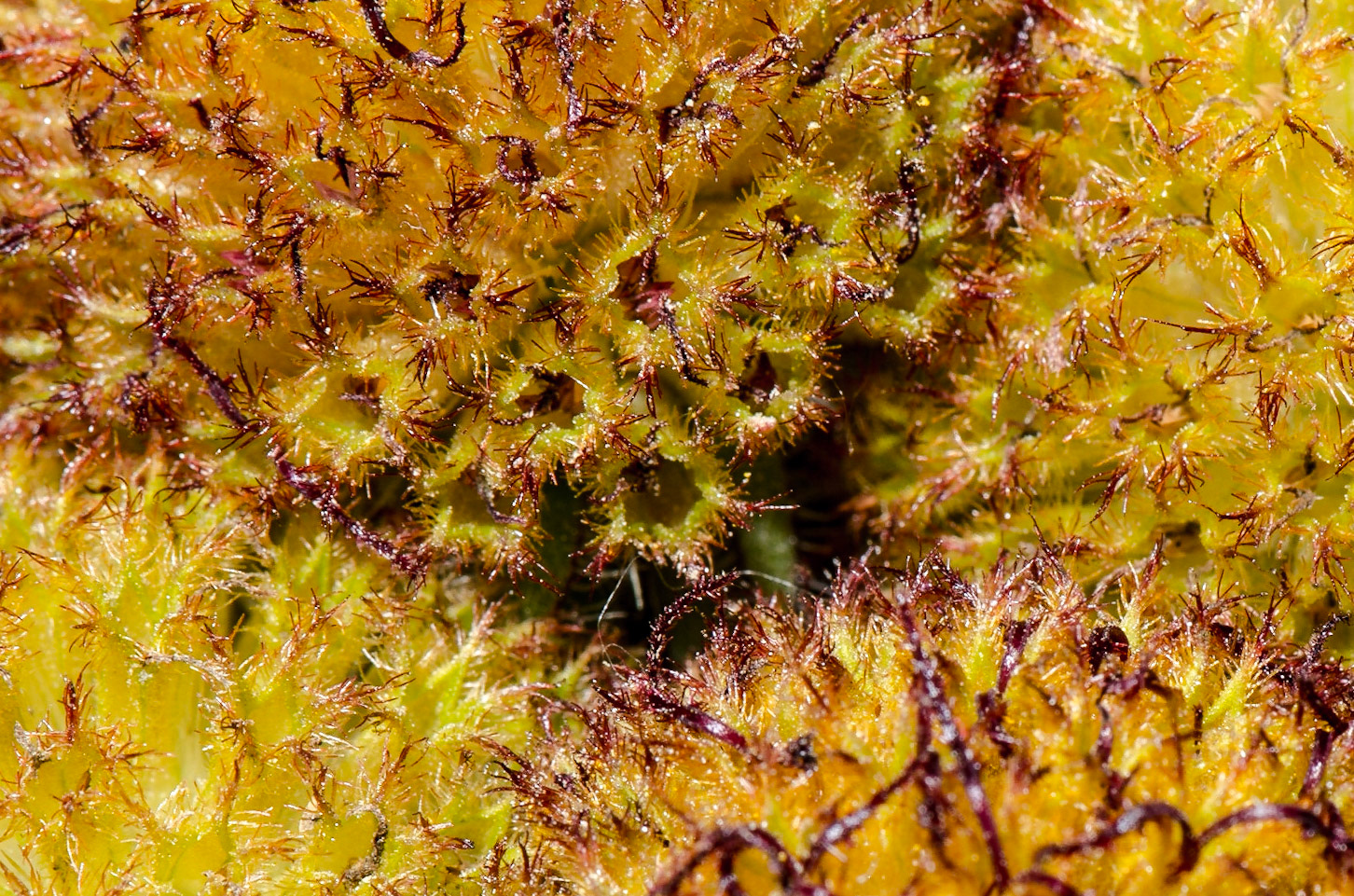 Auf abgeblühte #Blüten haben durchaus ihren Reiz