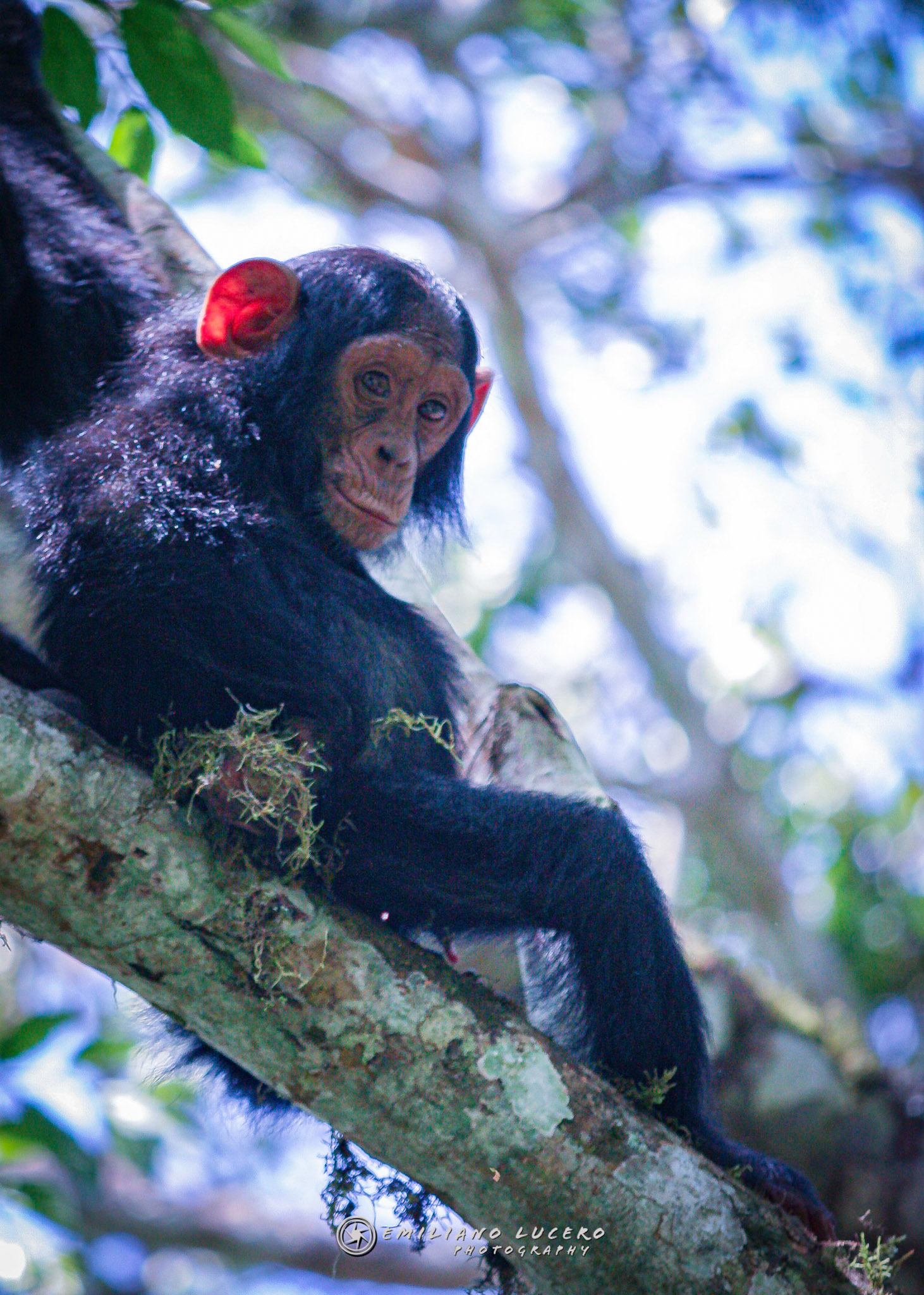 Chimpance - Kibale - Uganda