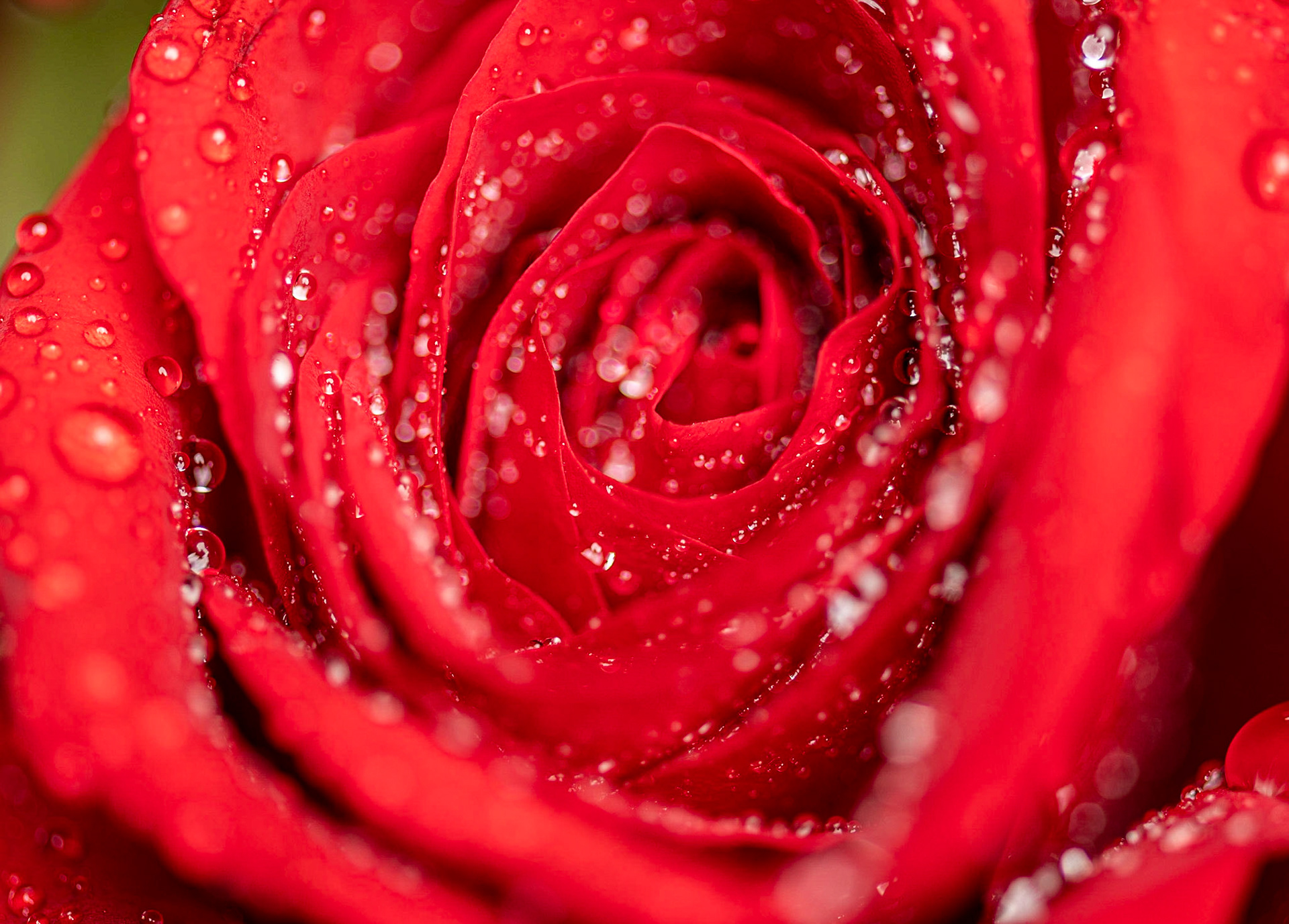Macro Roses