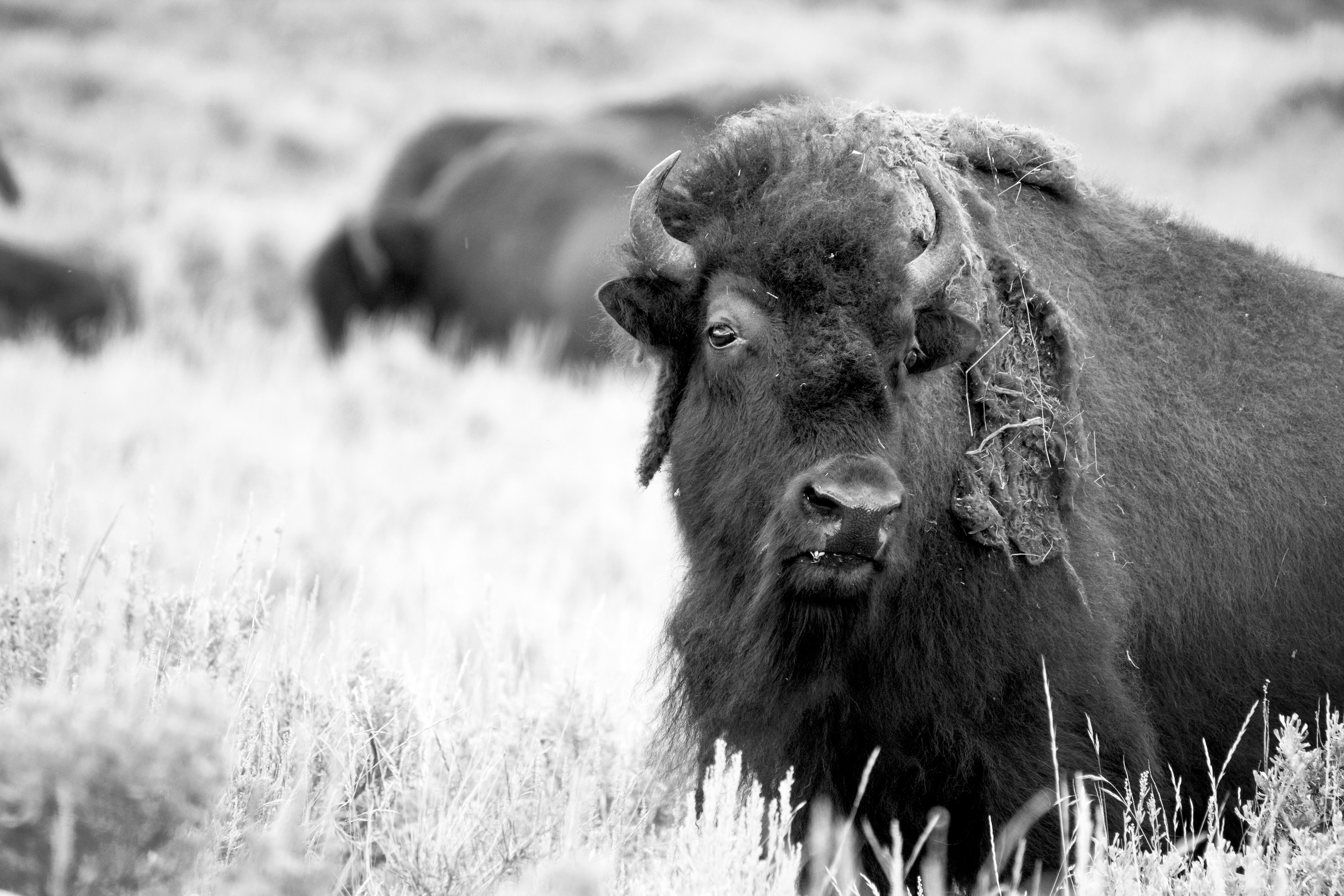 Grand Teton National Park, WY