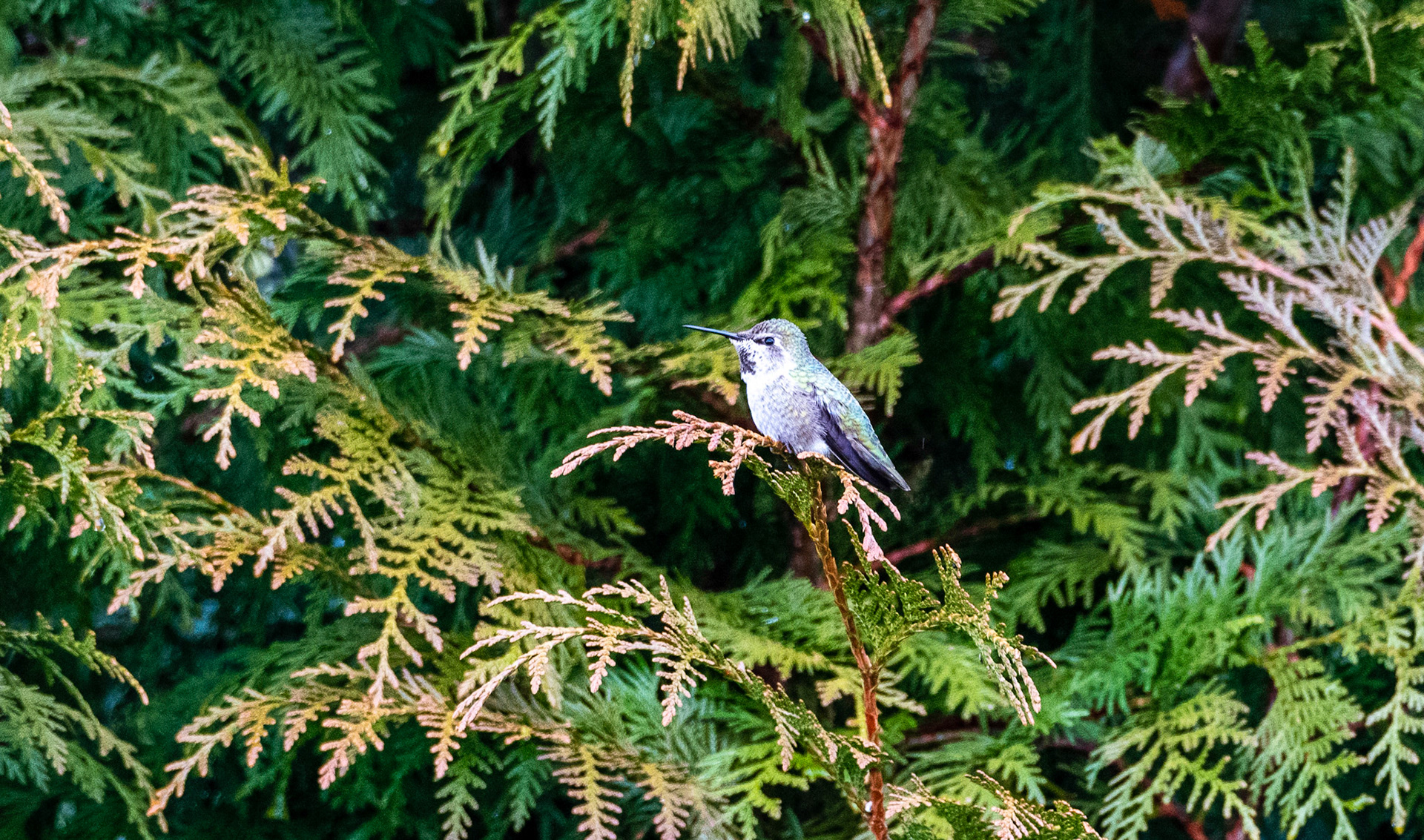 Closeup of a Anna's Hummingbird on cedar tree branch