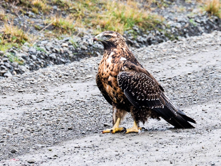 Black-Chested Buzzard-Eagle