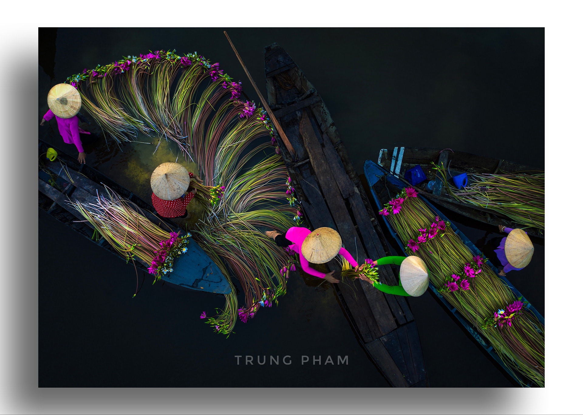 Waterlilies Harvest- Siena Photo Award HM 2019