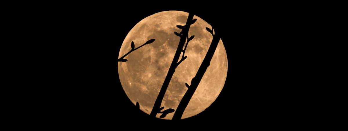 Maple Buds Silhouetted Against The Flower Moon © Irwin Seidman (bluespeck.ca)