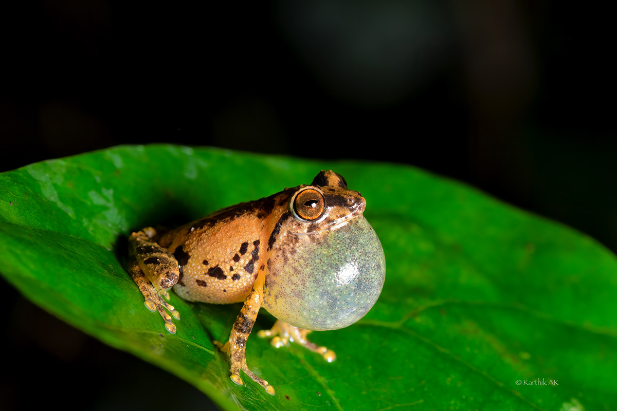 Karthik AK Amphibians of India