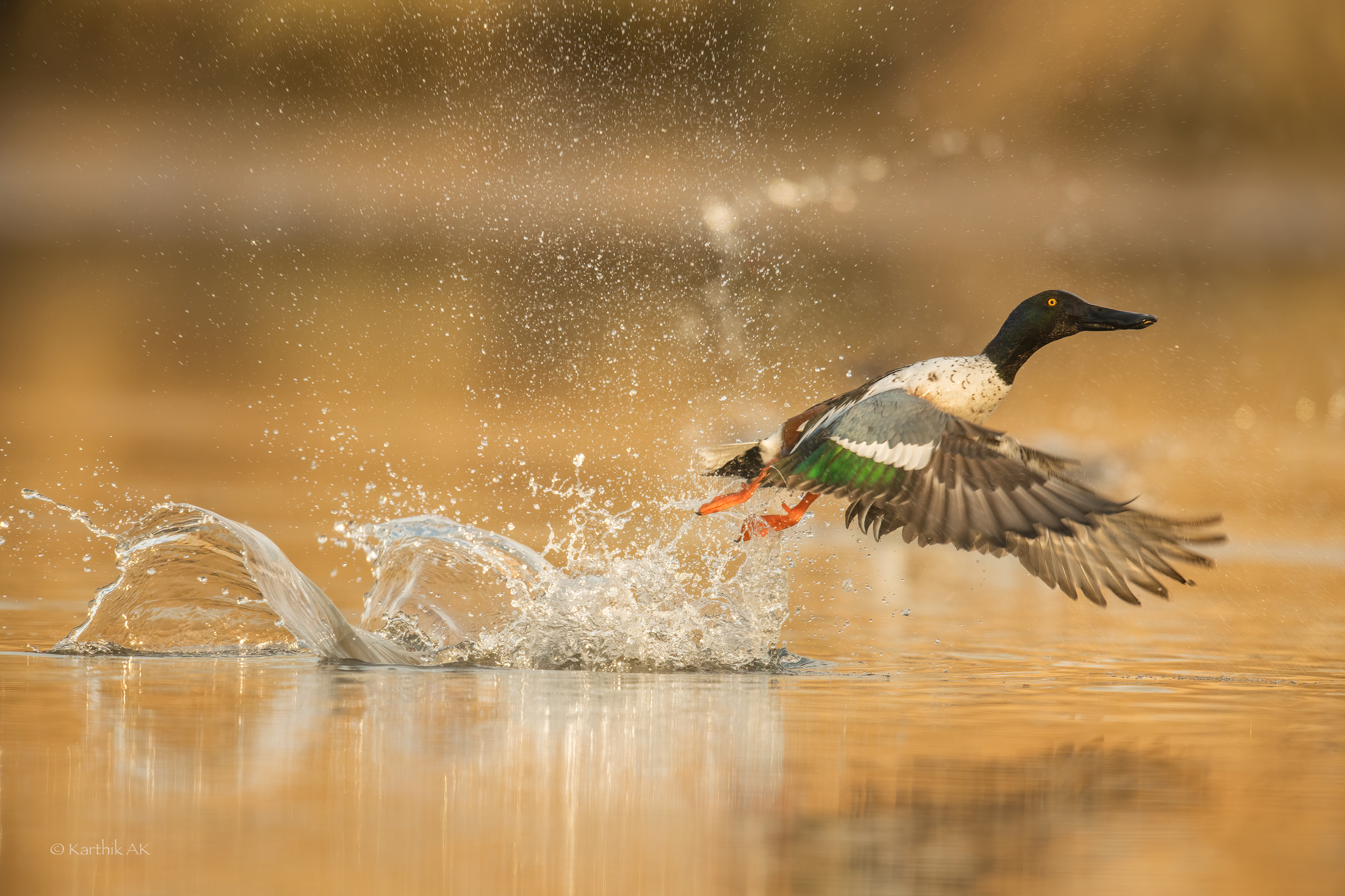 Northern Shoveler | Spatula clypeata | Smyrna, Delaware, USA