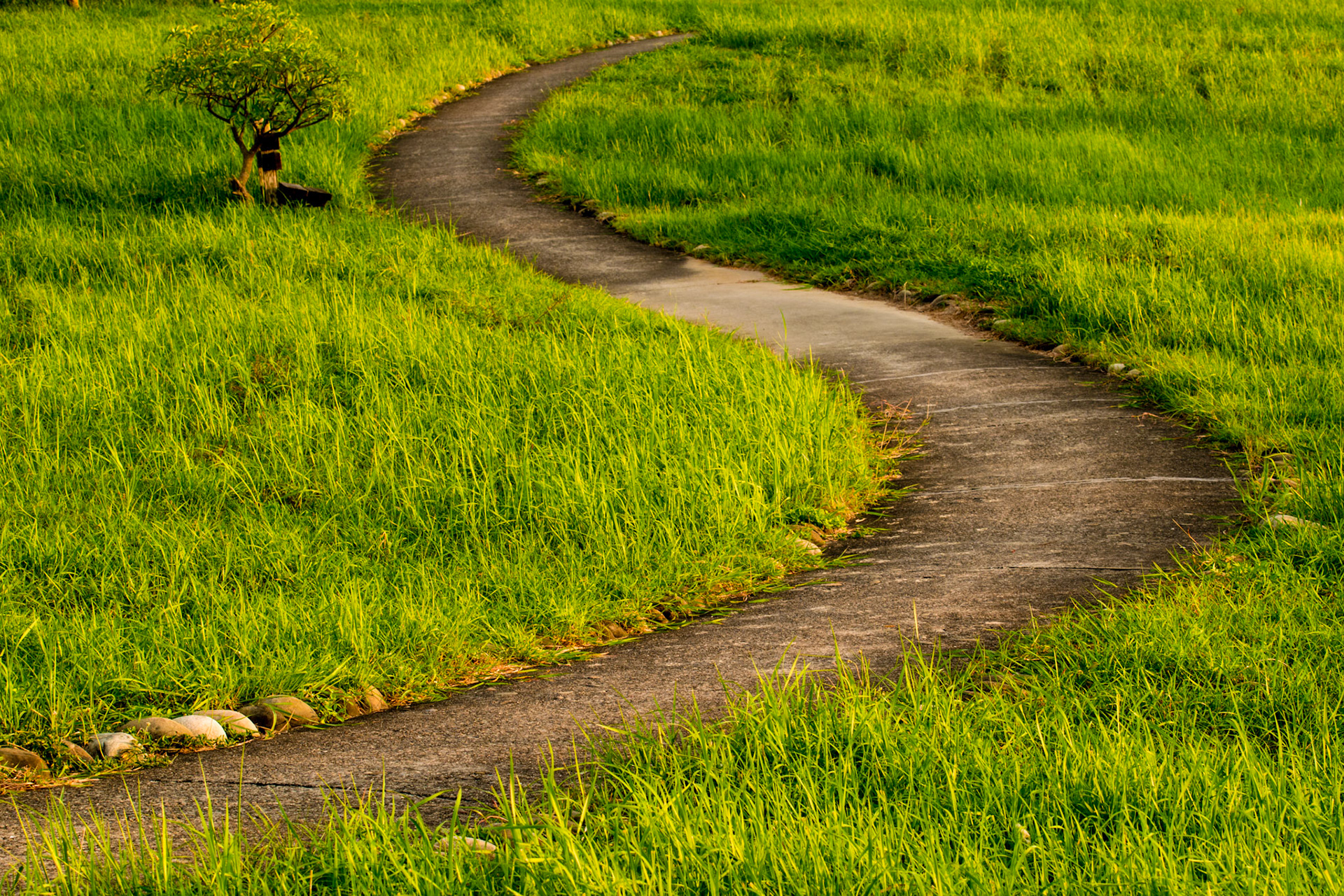 Serenity At the afternoon, lots of people like to jog around the Kaohsiung Metropolitan Park, however just a few steps away there’s a small lawn, a secret place without hustle and bustle. Following the elegant S-shaped path, nice and slow, peace and calm, it's far away from the busy metropolis. In here, with a path and a tree, accompanied by the warm sunset, people bath in the serenity, enjoying the quiet moment away from the busyness. #peaceful_afternon #path #serenity #grass #green Landscapes