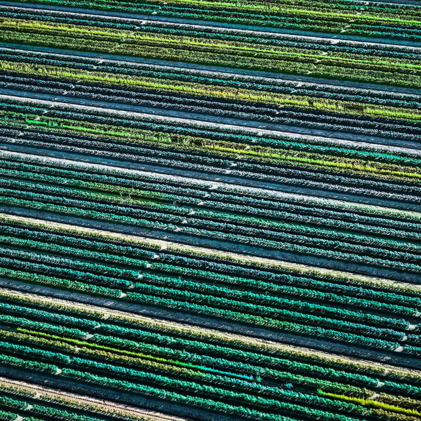 Immokalee Fields II