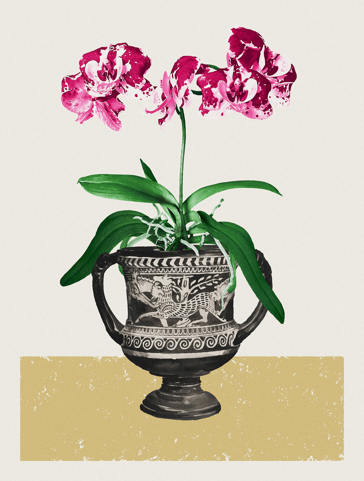 Orchids