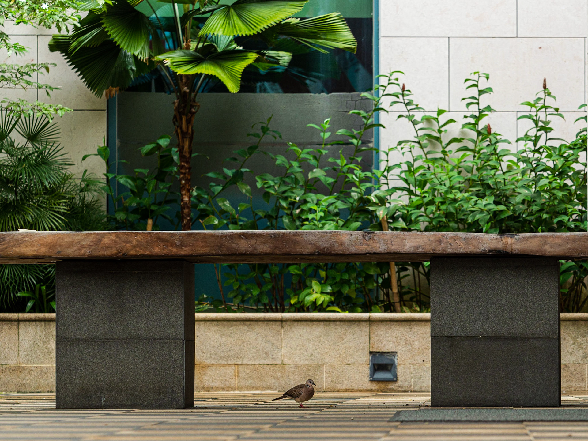 I love the mileu of elements in this photo - architecture, capitalism, nature, and of course, my new friend, the pigeon that roamed around cocking it's head side to side. 

He and I shared the bagel/bun featured here: http://pictales.co/albums/streets-and-stores/content/traffic-stopper/