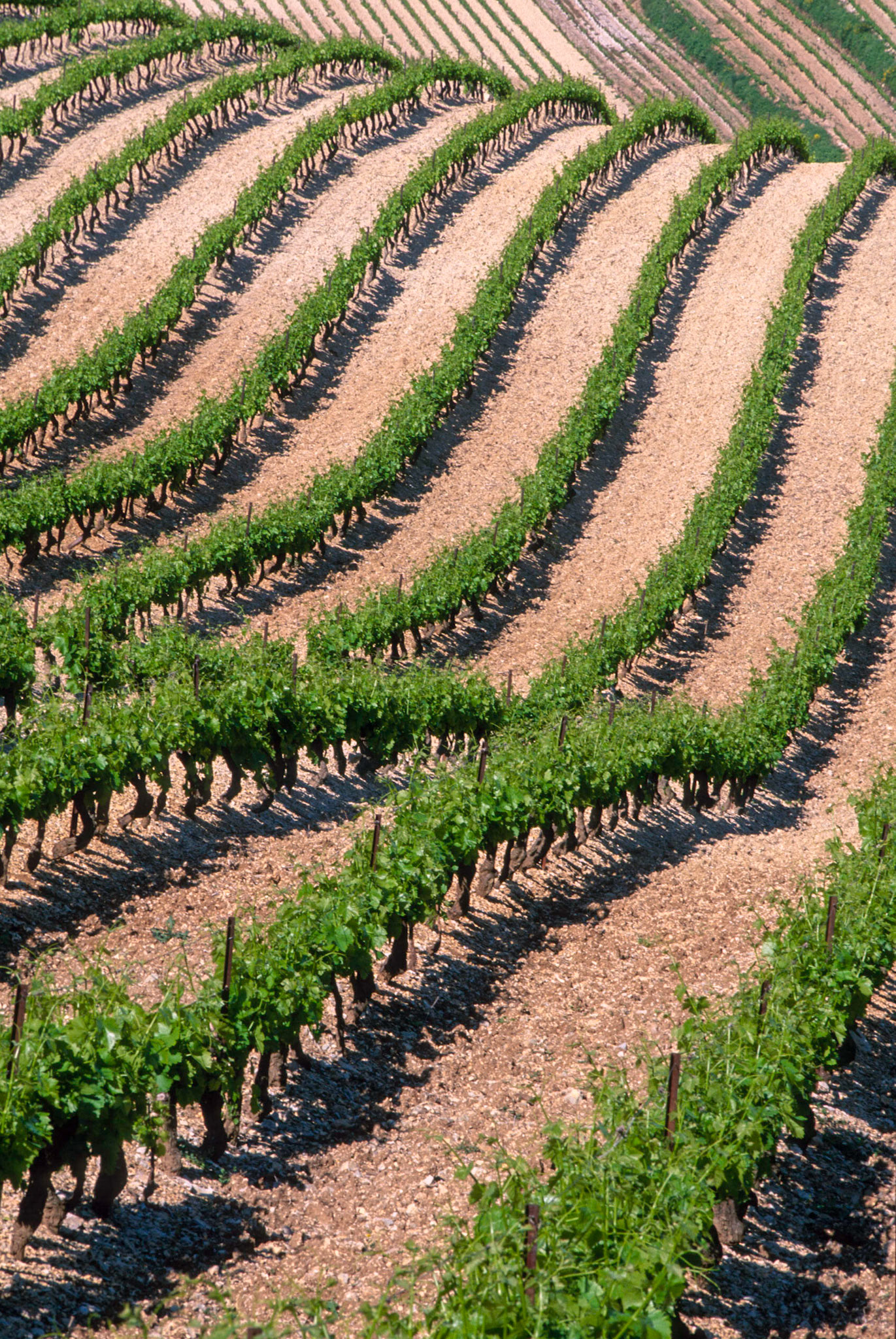 VAUCLUSE (84) GIGONDAS PAYSAGE GIGONDAS LE VIGNOBLE // FRANCE. VAUCLUSE (84) GIGONDAS PAYSAGE GIGONDAS THE VINEYARD