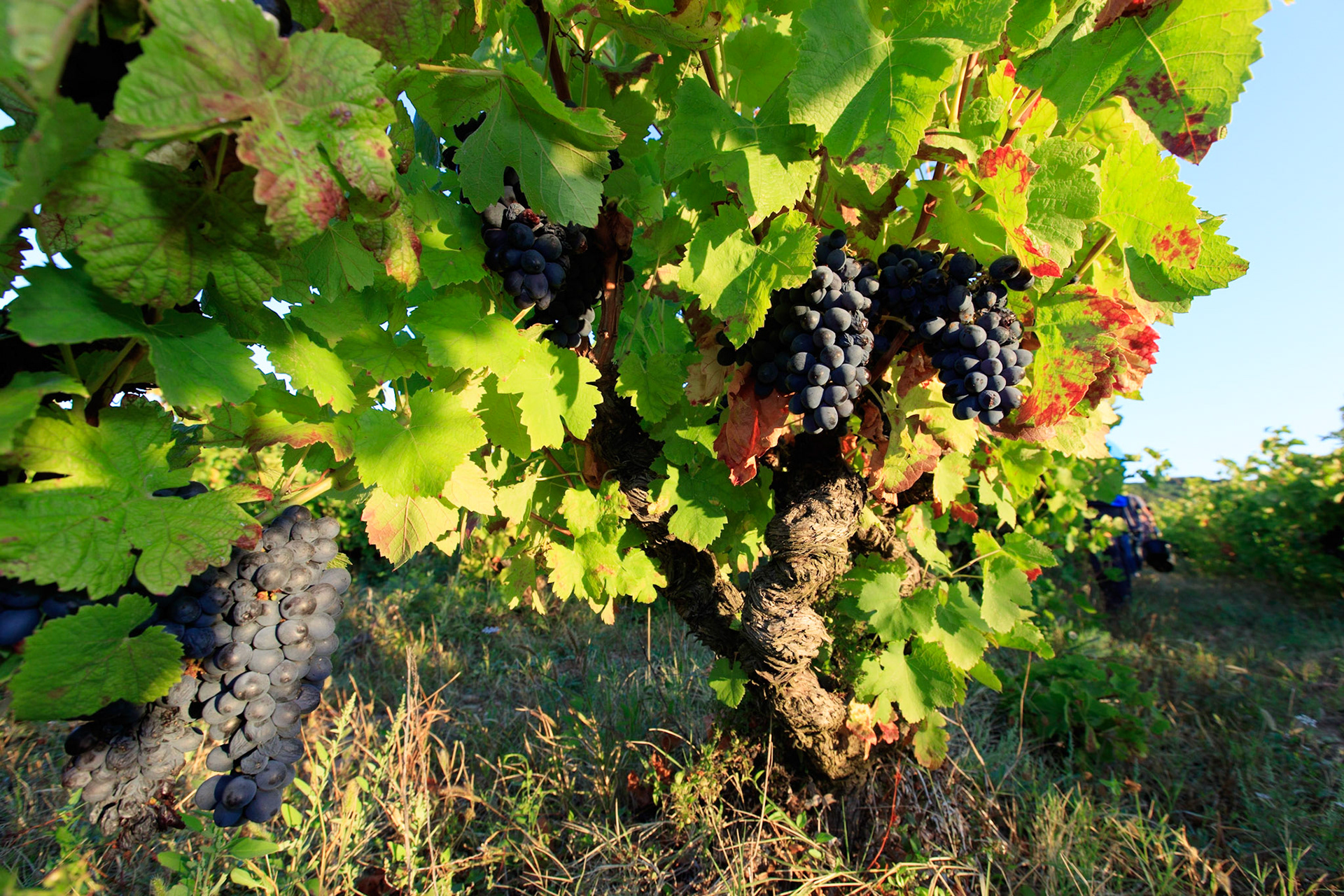 ARDECHE (07) BOURG SAINT ANDEOL NOTRE DAME DE COUSIGNAC VIGNES ET CéPAGE GRENACHE // FRANCE. ARDECHE (07) BOURG SAINT ANDEOL NOTRE DAME DE COUSIGNAC VINES AND GRENACHE TYPE OF VINE